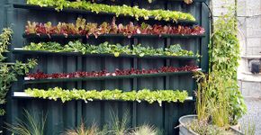 Guia da horta urbana: como começar hoje a plantar dentro ou fora de casa