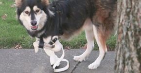 Cachorro com pata deformada ganha prótese de impressora 3D