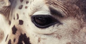 Fotógrafo capta olhar triste de animais que vivem em cativeiro