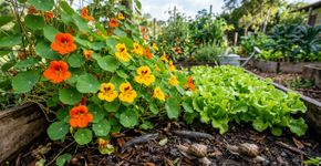 Repele caracóis e ainda tem um sabor agradável: esta planta consegue fazer as duas coisas