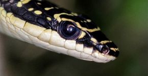 Pesquisadores estudam movimento de cobra voadora para desenvolver mecanismo de energia eólica