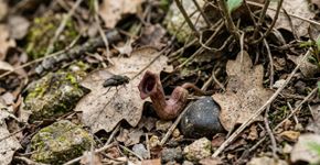 Ela só existe na Grécia: a flor que finge de morta para atrair insetos