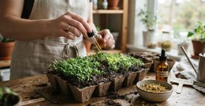 Por que jardineiros estão regando as plantas com chá de camomila e como usar a infusão para ajudar a prevenir fungos