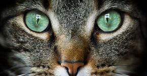 Foto: (nico_blue/istock)