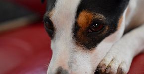 ONG alerta para aumento de abandono de animais durante pandemia