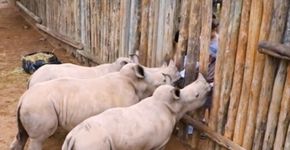 Vídeo mostra filhotes de rinoceronte resgatados implorando por leite em santuário