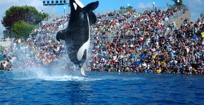 SeaWorld anuncia fim de shows acrobáticos com orcas na unidade de San Diego, na Califórnia