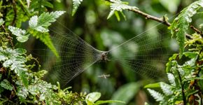 Esta aranha transforma a própria teia em um estilingue, puxa toda a estrutura para trás e se lança sobre insetos em pleno voo