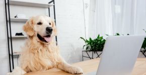 10 nomes ideais para cachorros curiosos
