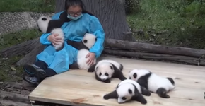 Cuidador de urso panda: essa carreira pode te pagar 32 mil dólares por ano
