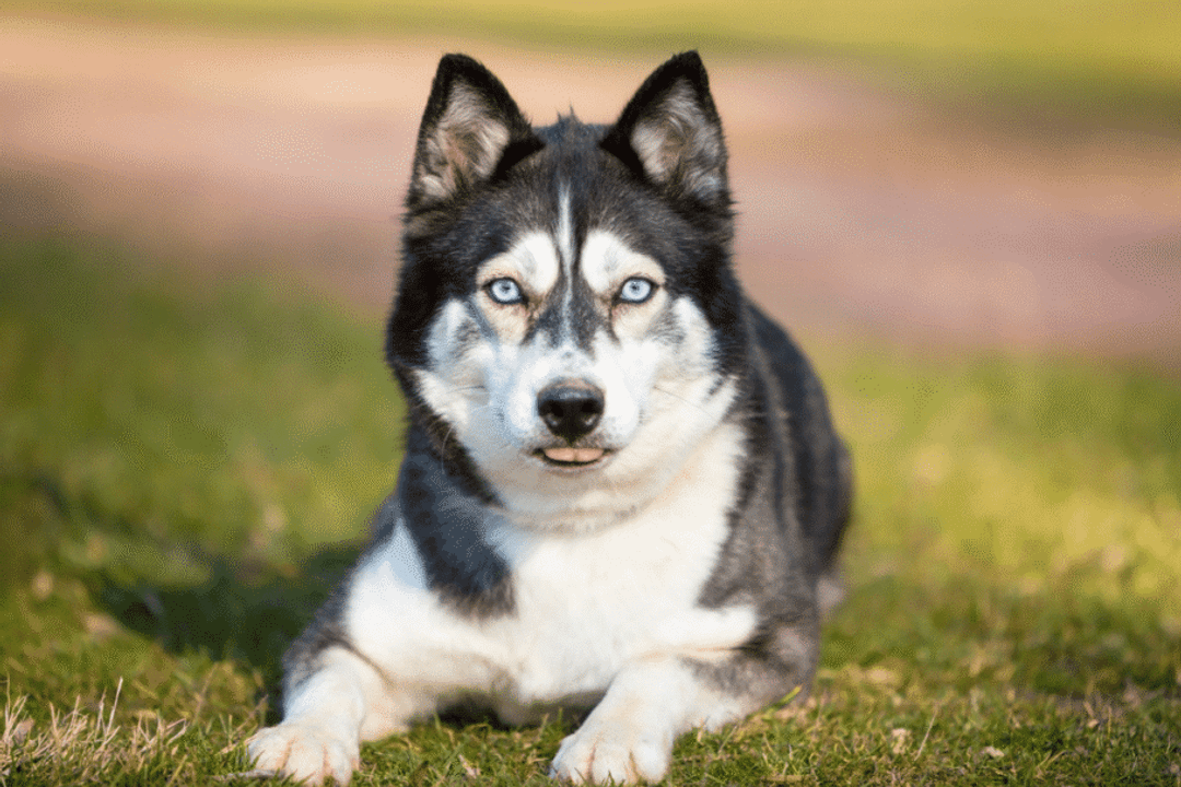 Everest é uma husky siberiana, uma raça originária da Sibéria conhecida pela resistência física e pela pelagem adaptada ao frio (Imagem: Mary Swift | Shutterstock)
