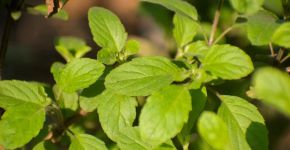 Tulsi: conheça 5 benefícios do “manjericão-sagrado” para a saúde