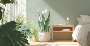 Sem bambu, sem orquídea: 5 melhores plantas para purificar o ar e ter um sono mais saudável