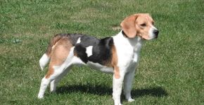 Os Beagles