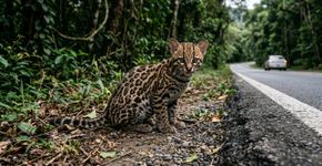 Ele o viu deitado à beira da estrada, o pegou, alimentou-o e o manteve seguro durante a viagem: foi assim que começou o resgate da jaguatirica