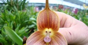 Flores ‘imitam’ bichos e figuras humanas na natureza