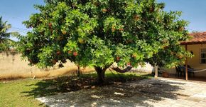 A árvore de crescimento rápido que faz um telhado verde no seu quintal e dá vitaminas de graça pra família toda