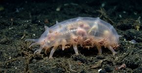 Esse animal das profundezas parece um porquinho transparente com pernas e pode carregar pequenos caranguejos “pegando carona” embaixo do corpo