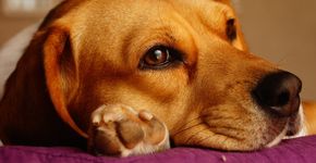 Animais não devem ser higienizados com álcool em gel e detergente