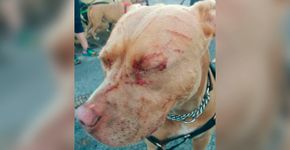 Gato ataca cinco pitbulls e coloca dona deles no hospital