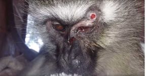 Macaca grávida fica cega e perde bebê depois de ser baleada