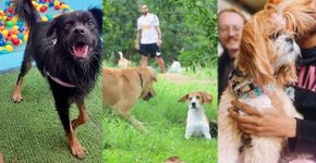 Foto: (Hou house / Cachorródromo / Corada Café)
