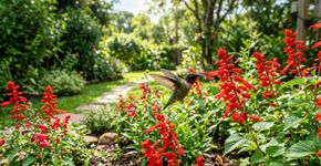Como atrair beija-flores para o seu quintal: crie um refúgio para um dos pássaros mais lindos da natureza