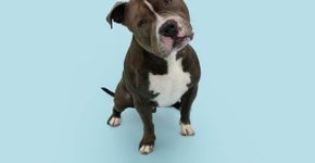 Seu cachorro é distraído? Confira 10 nomes perfeitos para ele