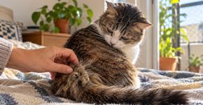 Gato deixa de se limpar como antes e começa a apresentar pelos embolados: o que essa mudança pode indicar?