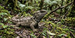 A equipe da expedição teve um “encontro inesquecível” com uma das criaturas mais extraordinárias da Nova Zelândia
