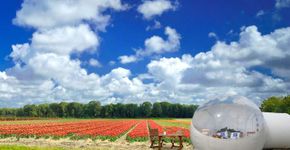 Site oferece hospedagem em campo de tulipas na Holanda