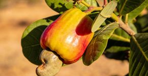 A árvore resistente que cresce em qualquer solo e dá frutos doces até no calor extremo