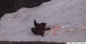 Vídeo mostra caçadores dando gargalhadas após atirarem em urso