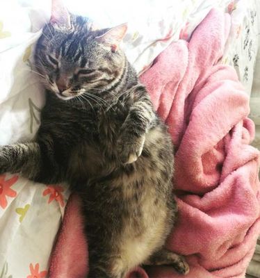 Veja alguns dos cães e gatos que já estão participando do #MostreABarriguinha!