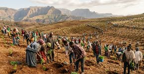 O país que perdeu 90% das florestas em um século reagiu em 12 horas: Etiópia afirmou ter plantado mais de 353 milhões de árvores em um único dia