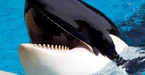 ONG lista seis empresas que maltratam animais