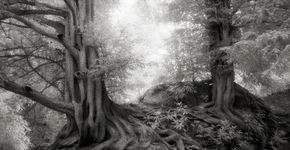 Fotógrafa registra algumas das árvores mais antigas do mundo