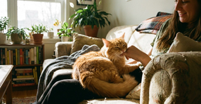 O que significa a mordidinha de amor do gato e por que ele te morde enquanto ganha carinho?