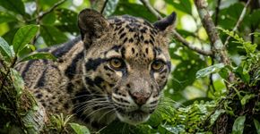 Câmeras de monitoramento registram momento raro de um dos predadores mais difíceis de encontrar nas florestas tropicais do planeta