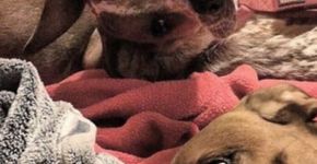 Foto de cachorro ‘deformado’ deixa a internet daquele jeito