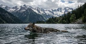 Um lobo rastreado por GPS fez algo que ninguém esperava na Suíça: pulou no Lago de Lucerna, e sua jornada deixou os especialistas perplexos