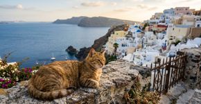 Eles buscam voluntários para viver em uma ilha grega: oferecem hospedagem gratuita em troca de cuidados com gatos
