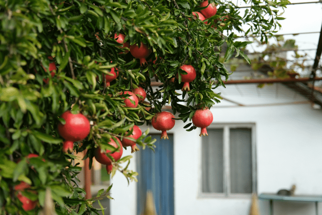Com os cuidados adequados, a romãzeira pode fazer parte do jardim ou da área externa (Imagem: Polina Pogrebitskaya | Shutterstock)