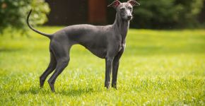 Pequeno lebrel italiano: conheça essa raça de cachorro elegante e cheia de energia