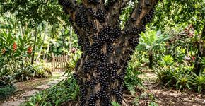 A fruta que nasce diretamente no tronco e transforma a aparência da árvore