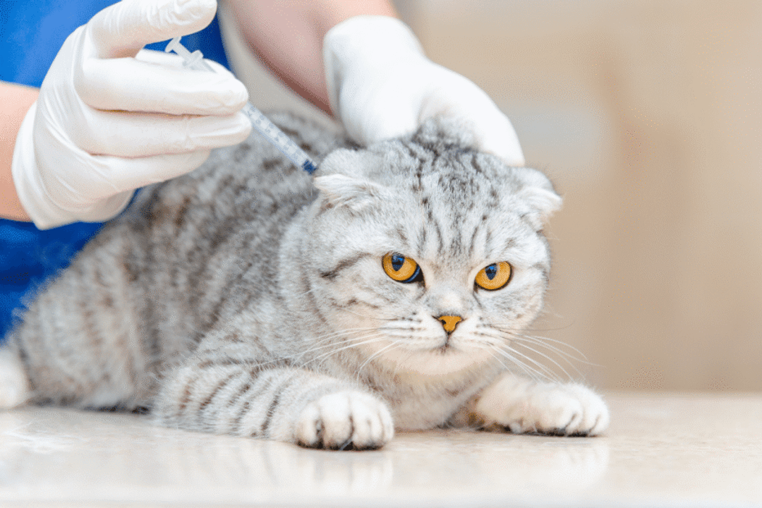 Manter o calendário vacinal em dia é um dos cuidados mais simples e eficazes que o tutor pode oferecer ao pet (Imagem: ARVD73 | Shutterstock)