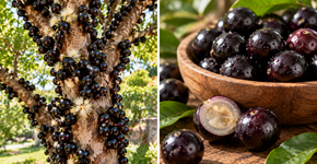 A jabuticabeira faz uma coisa que poucas árvores frutíferas conseguem fazer