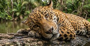 Maior planície alagável tropical do planeta, milhares de espécies e paisagens que mudam conforme o ciclo das águas: o território brasileiro de quase 188 mil hectares reconhecido pela importância ecológica do Pantanal