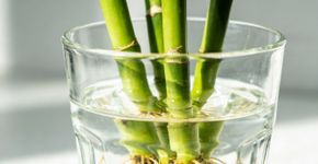 Para que serve o Bambu da Sorte, qual os seus benefícios segundo o Feng Shui