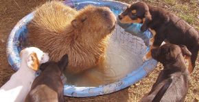 Galeria: por que os animais gostam tanto das capivaras?